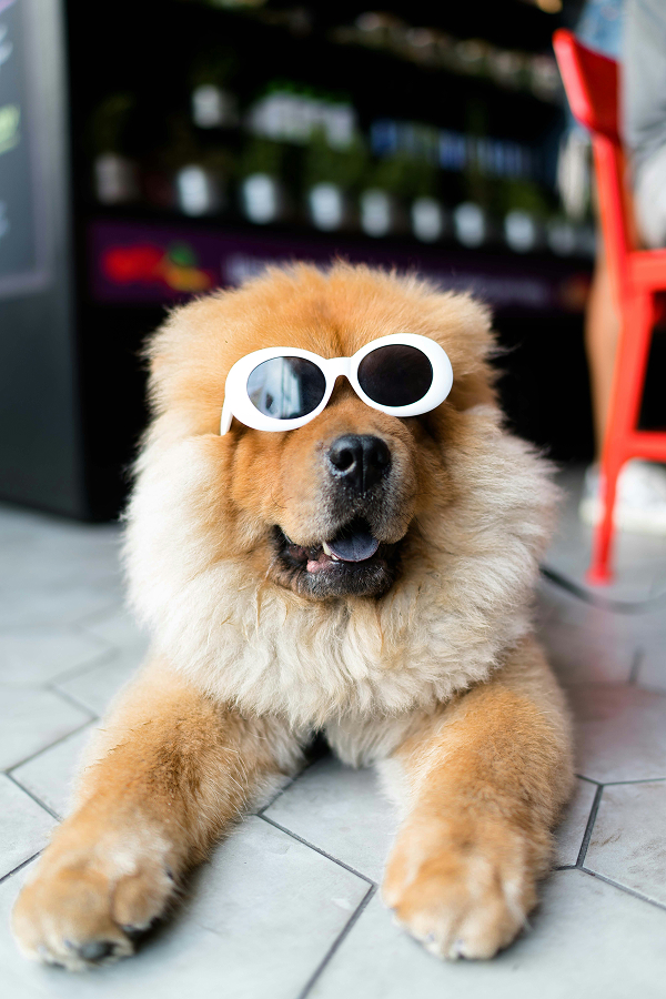 Chow-chow avec lunettes blanches