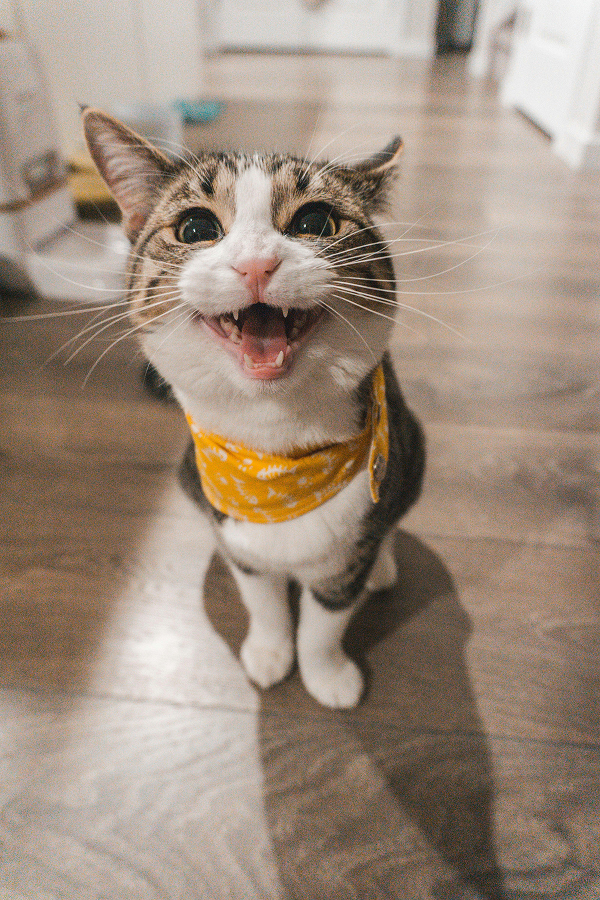 chat gris et blanc avec un foulard jaune